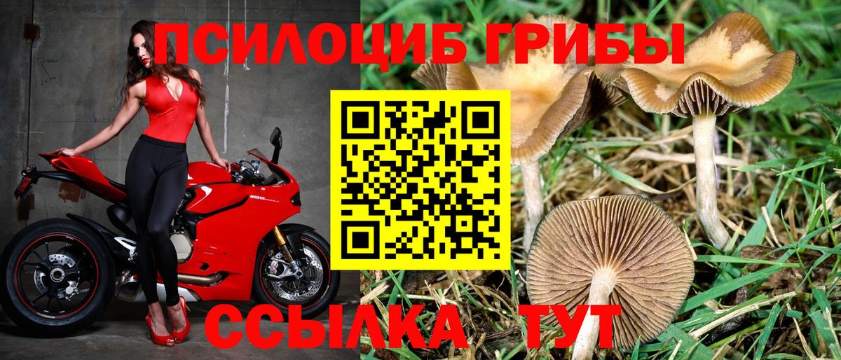 Галлюциногенные грибы Cubensis  Вход с VPN  Кудрово 